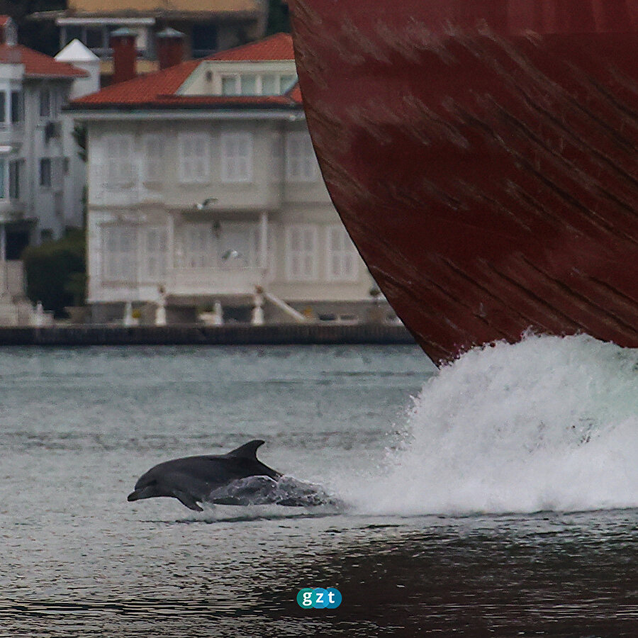 İstanbul Boğazı'nda yunuslar geçen gemilere eşlik etti
