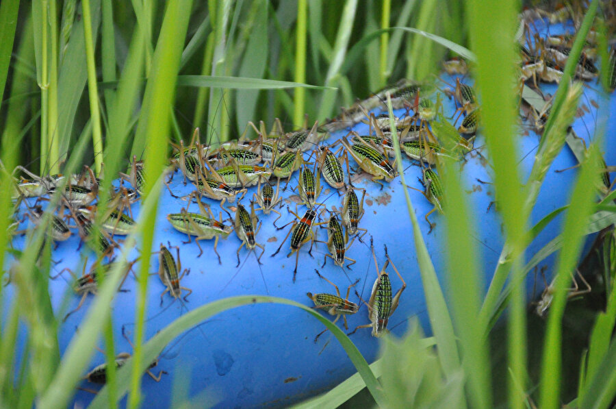 Çekirgeler köyü istila etti, ekipler alarma geçti