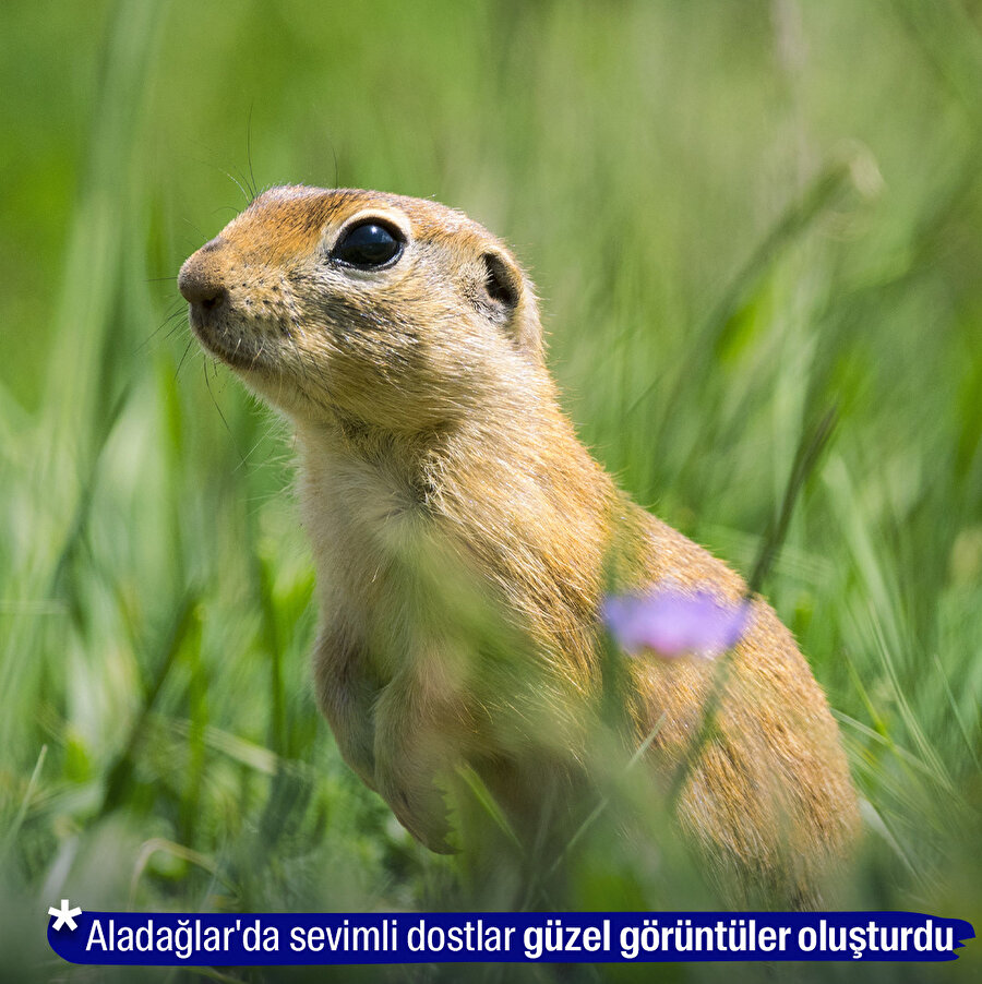 Aladağlar'da yaban hayatı