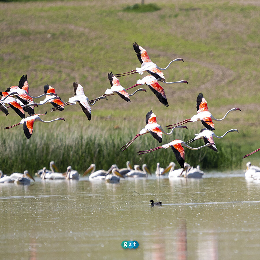 Başkent'in göçmen kuşları