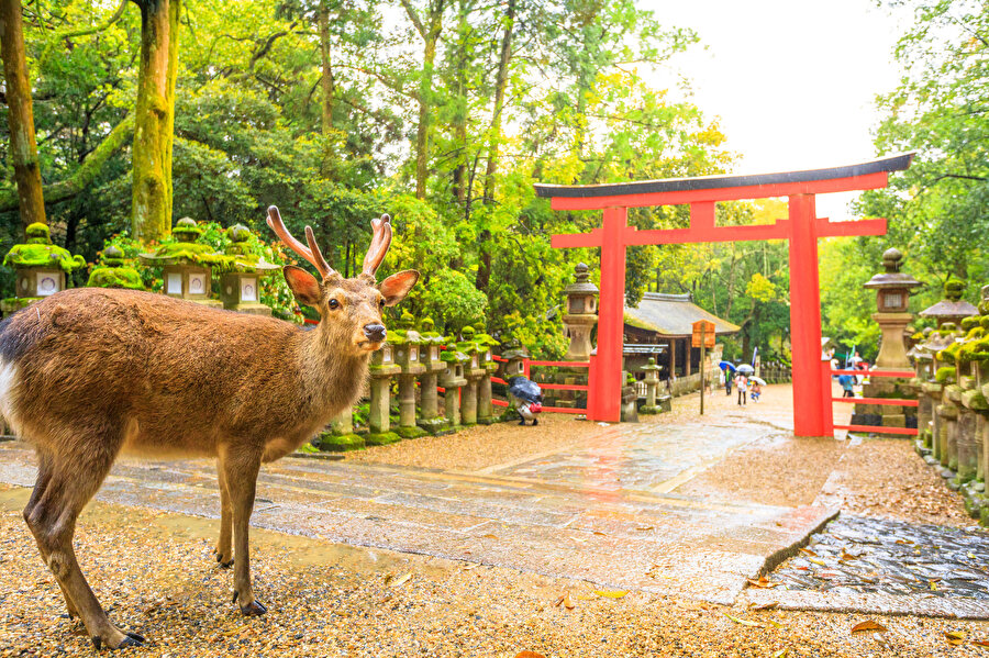 Nara Park.