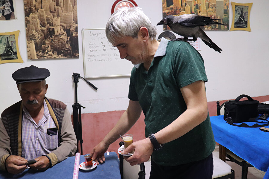 'Korsan' isimli yavru karga, çay ocağının maskotu oldu