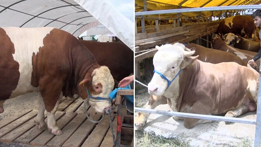 1 ton 400 kilo ağırlığındaki 'Gürkan' isimli boğa