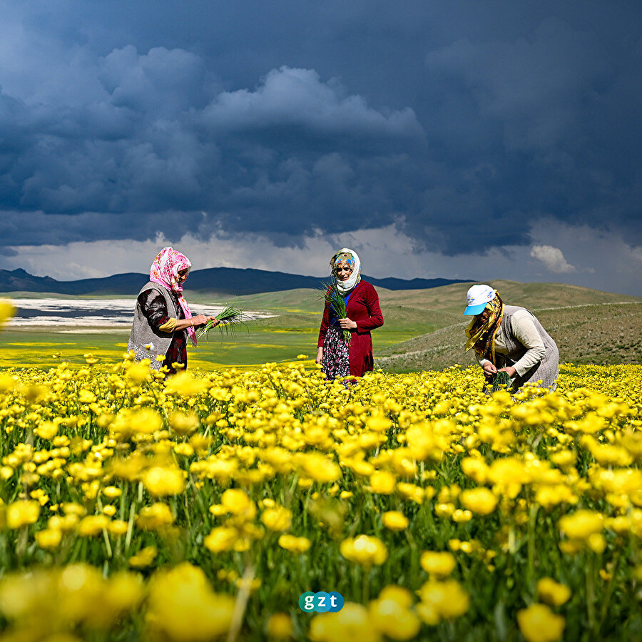 Van'da doğa bahar yağmurlarıyla renklendi