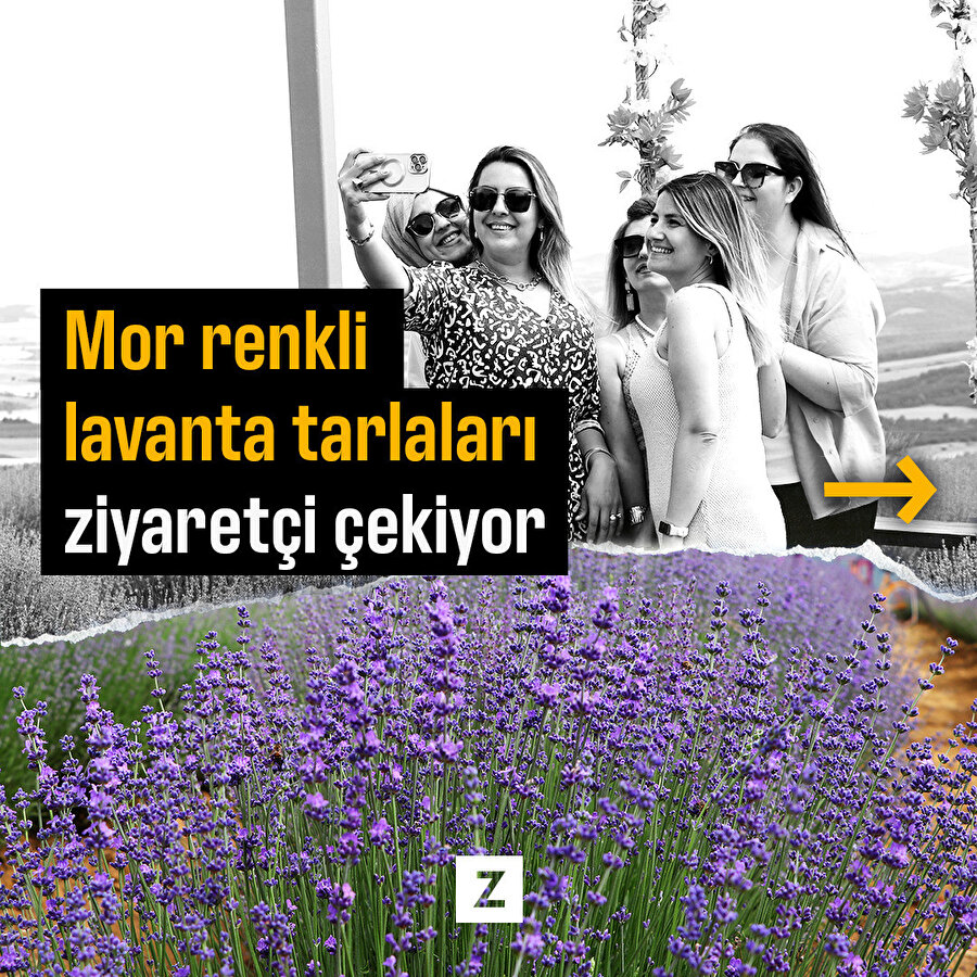 Mor renkli lavanta tarlaları ziyaretçi çekiyo