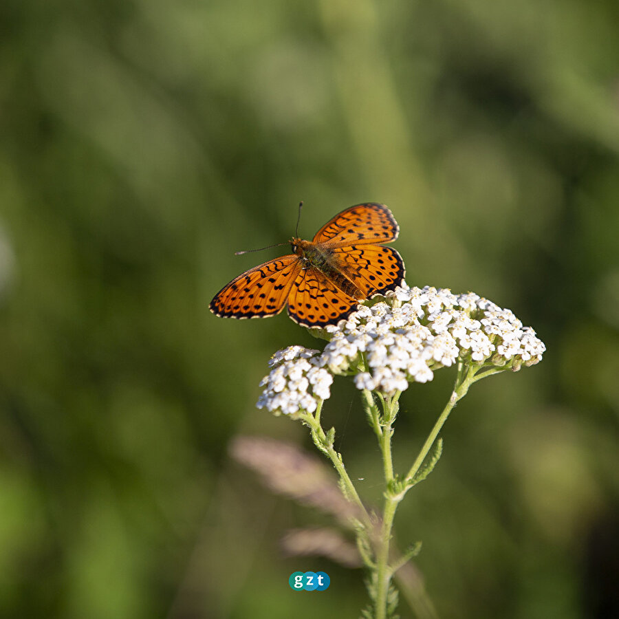 Tunceli'de tabiat yeşerdi, kelebek türleri ortaya çıktı