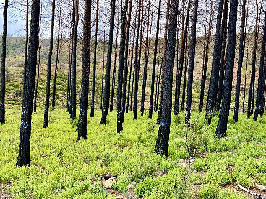 Marmaris'te yanan alanlarda denenen teknik ile orman yeşerdi