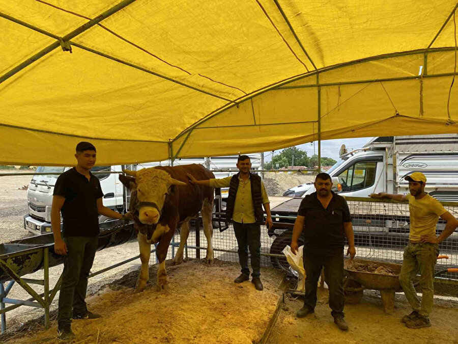 1075 kiloluk kurbanlık 135 bin TL'ye satıldı
