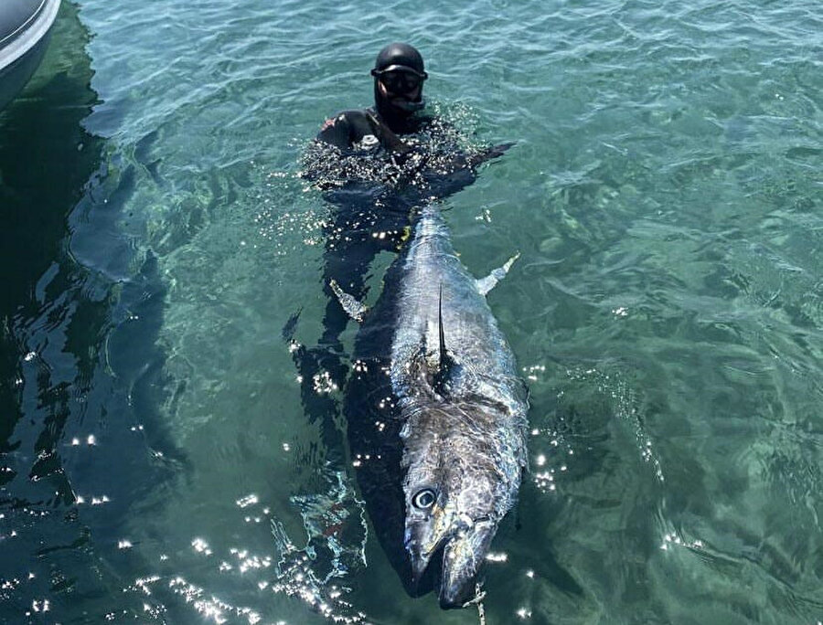 Çanakkale Boğazı'nda zıpkınla 110 kiloluk orkinos avladı