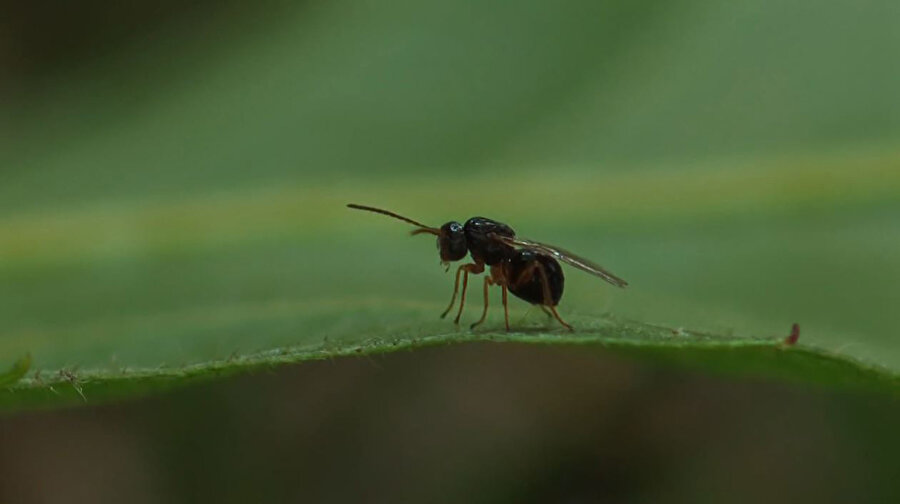 Karadeniz'de 'katil arı'ya karşı yapışkanlı tuzaklar devrede