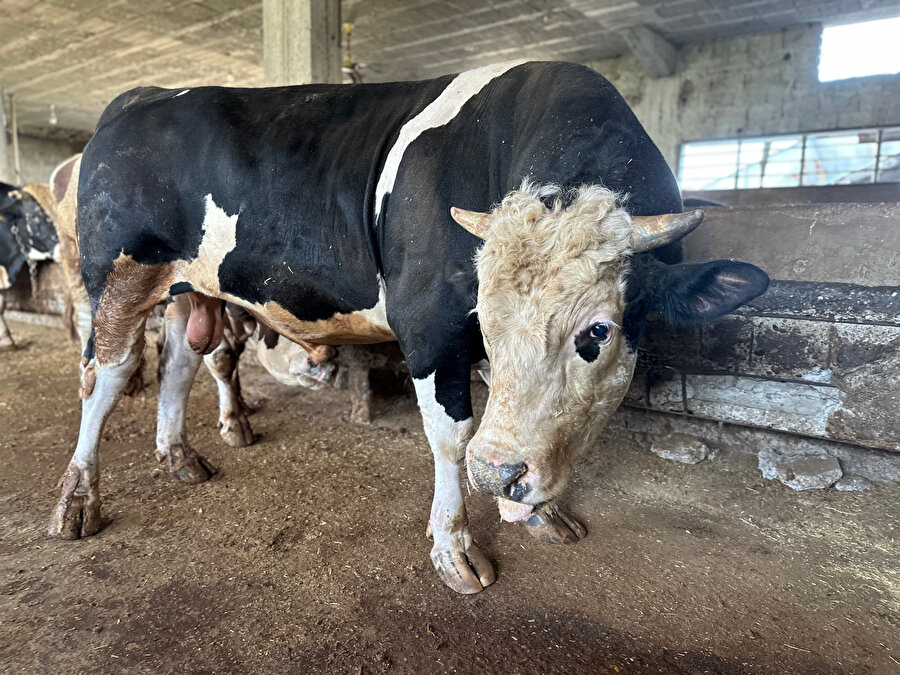 Tam 1,1 ton: 'Paşa' 200 bin liraya alıcı bekliyor