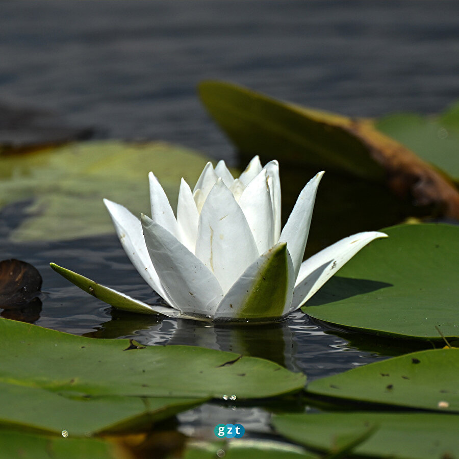 Işıklı Gölü nilüferlerle kaplandı