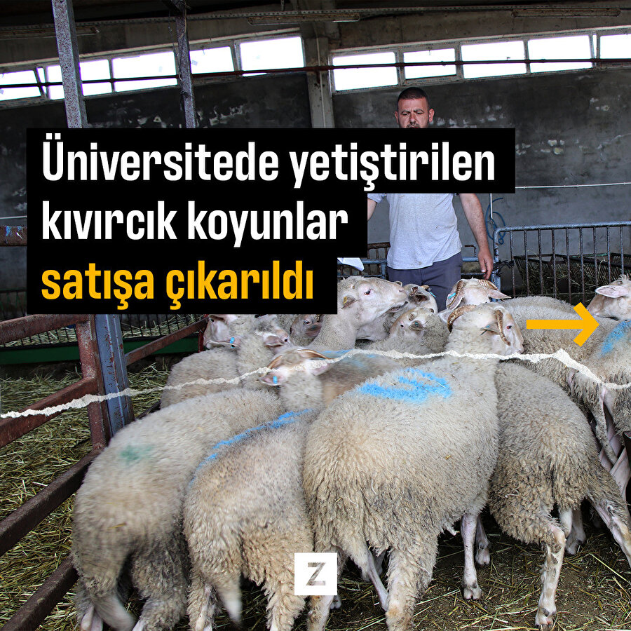 Üniversitede yetiştirilen kıvırcık koyunlar satışa çıkarıldı