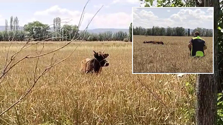 Çorum'da sahibinden kaçan kurbanlık inek uyuşturucu iğne ile yakalandı