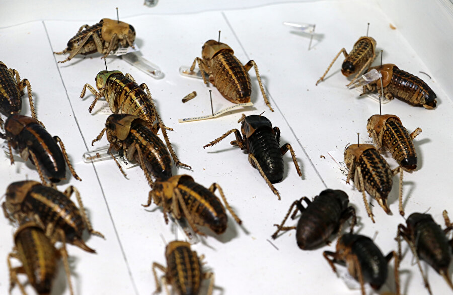 Soyu tehlike altında: Mardin'de görüntülendi