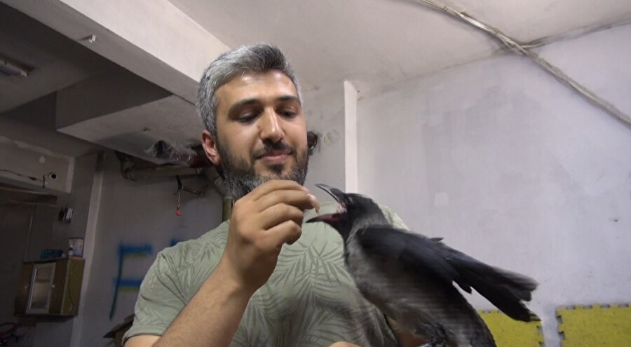 Beslediği yavru kargayla sokaklarda geziyor