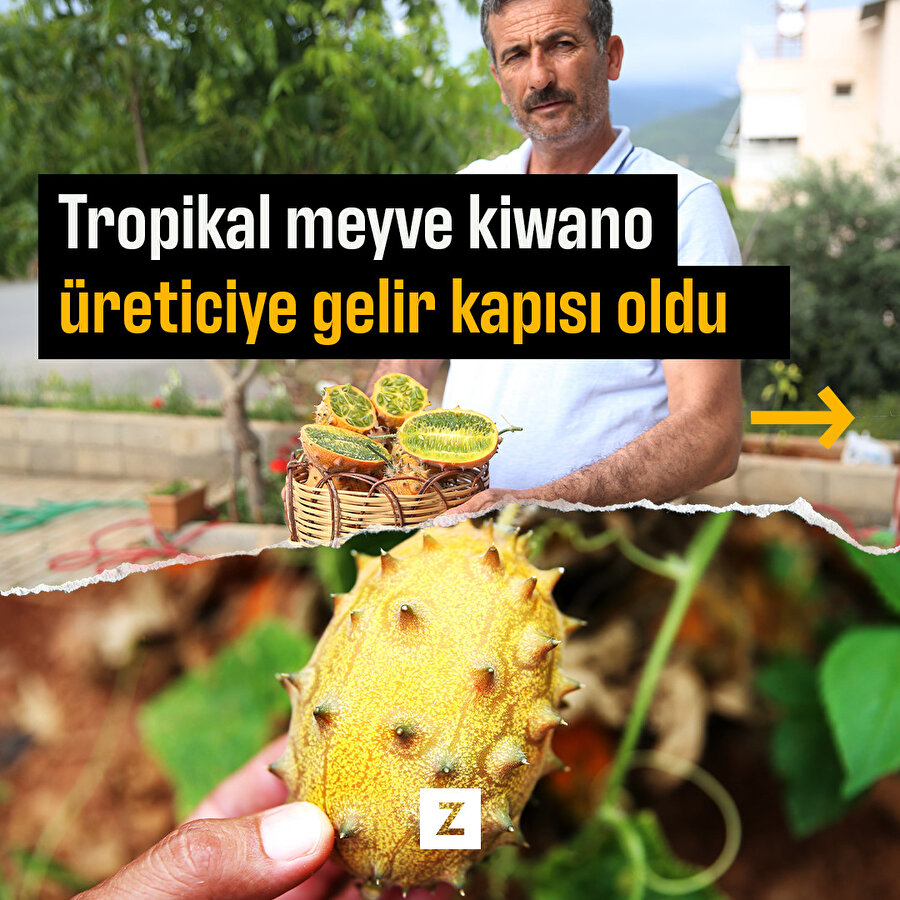 Tropikal meyve kiwano üreticiye gelir kapısı oldu