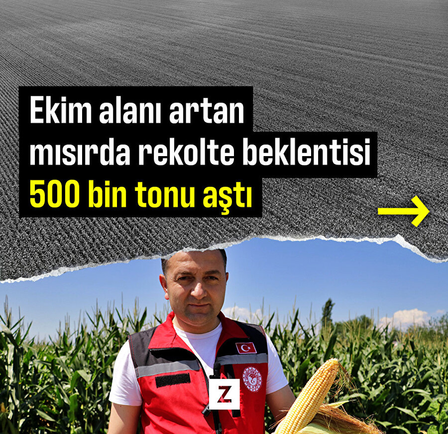 Ekim alanı artan mısırda rekolte beklentisi 500 bin tonu aştı