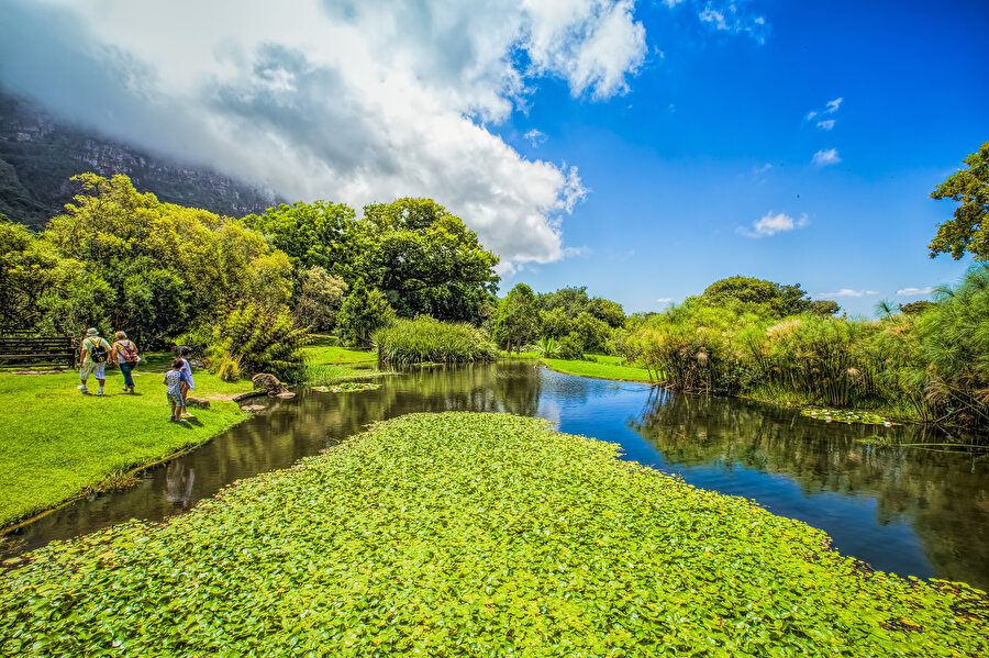Kirstenbosch Ulusal Botanik Bahçesi, Güney Afrika.