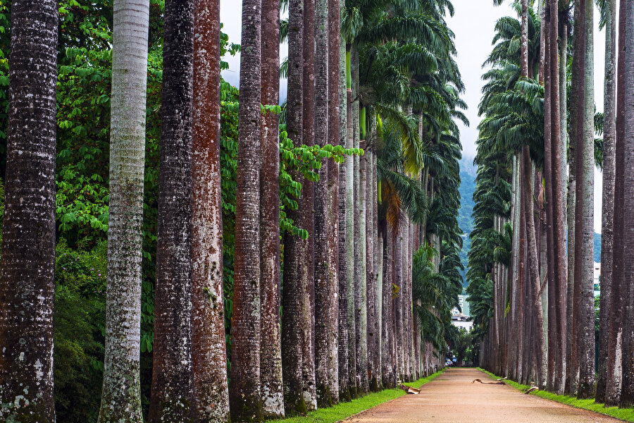 Rio de Janeiro Botanik Bahçesi, Brezilya.
