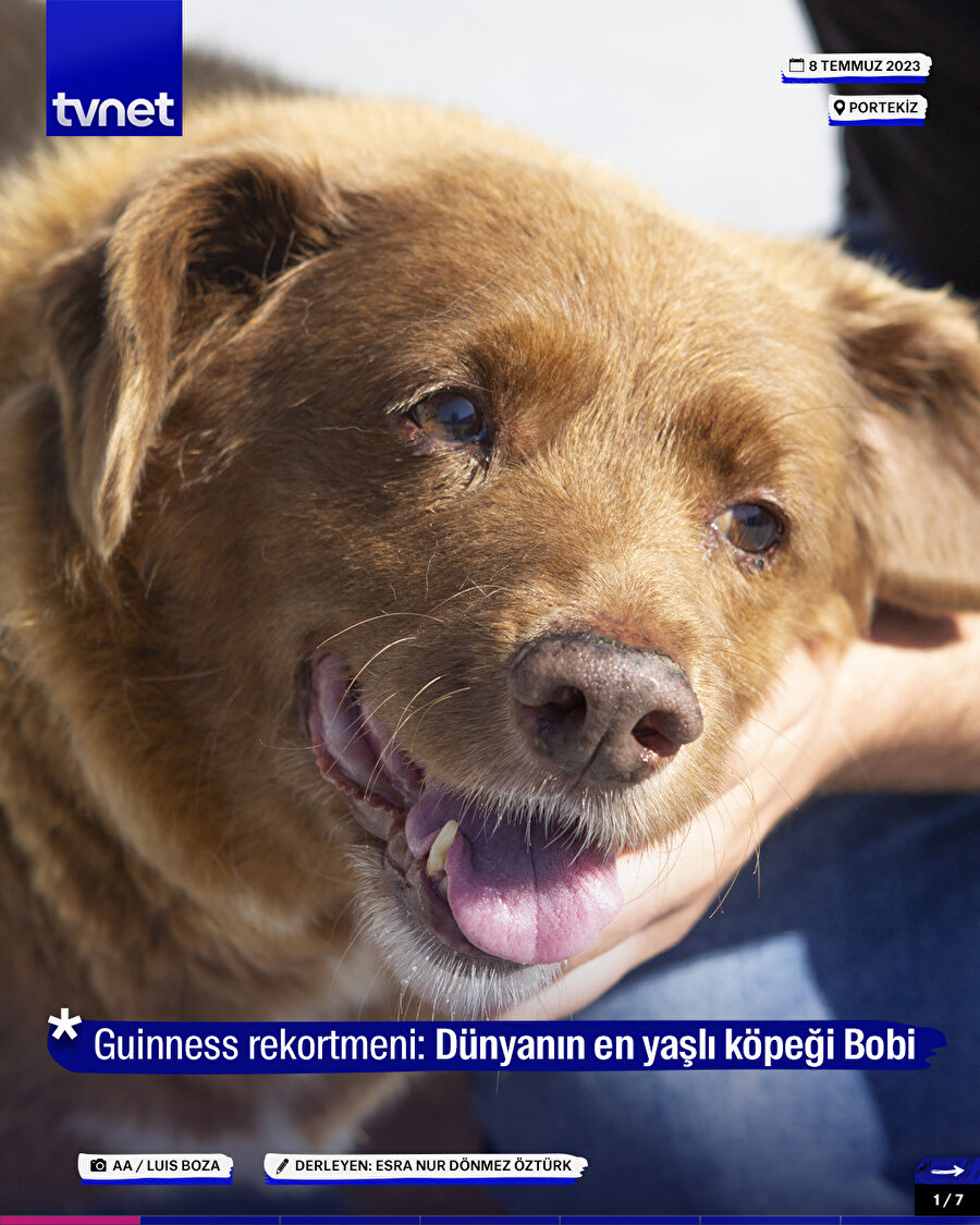 Guinness rekortmeni: Dünyanın en yaşlı köpeği Bobi