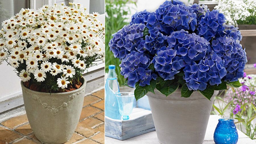 Saksılarda yetiştirebileceğiniz 10 yaz çiçeği