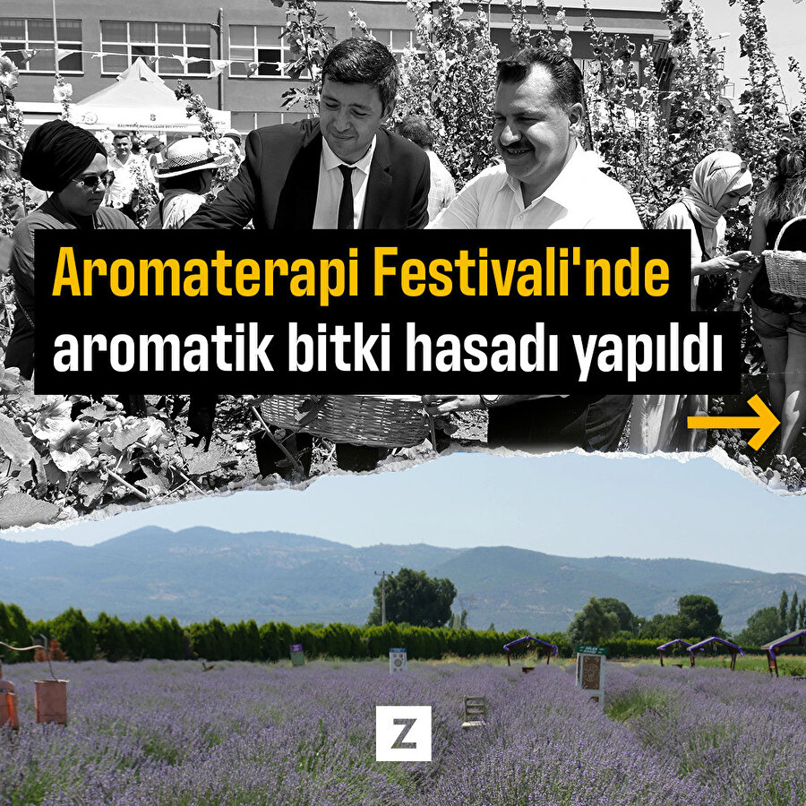 Balıkesir'de 4. Aromaterapi Festivali'nde aromatik bitki hasadı yapıldı