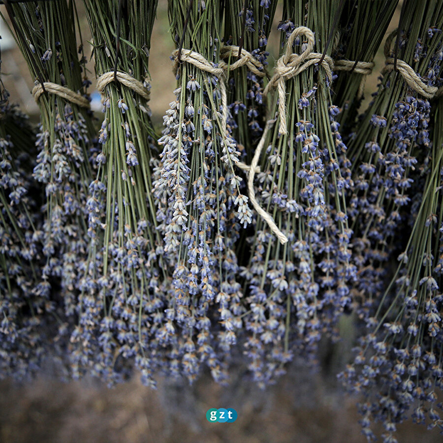 Kırklareli'nde lavanta hasadı başladı
