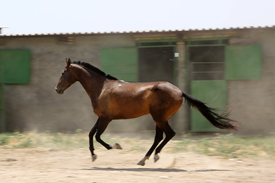 İran'da yetiştiriliyor: 500 bin lirayı geçen fiyatlarla alıcı buluyor