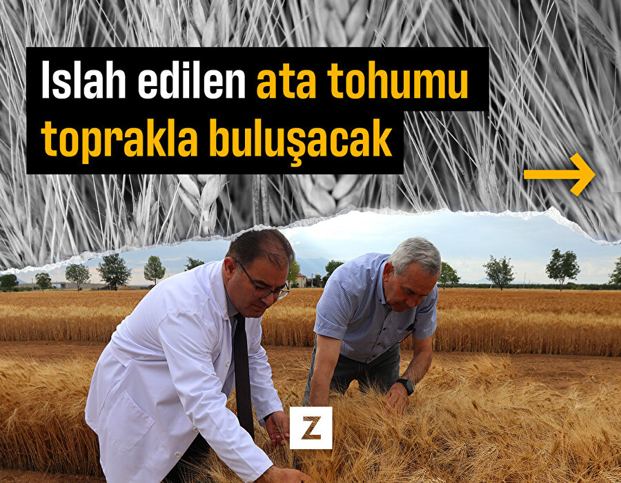 Ata tohumu Ahmet Buğdayı, bu ekim döneminde toprakla buluşacak