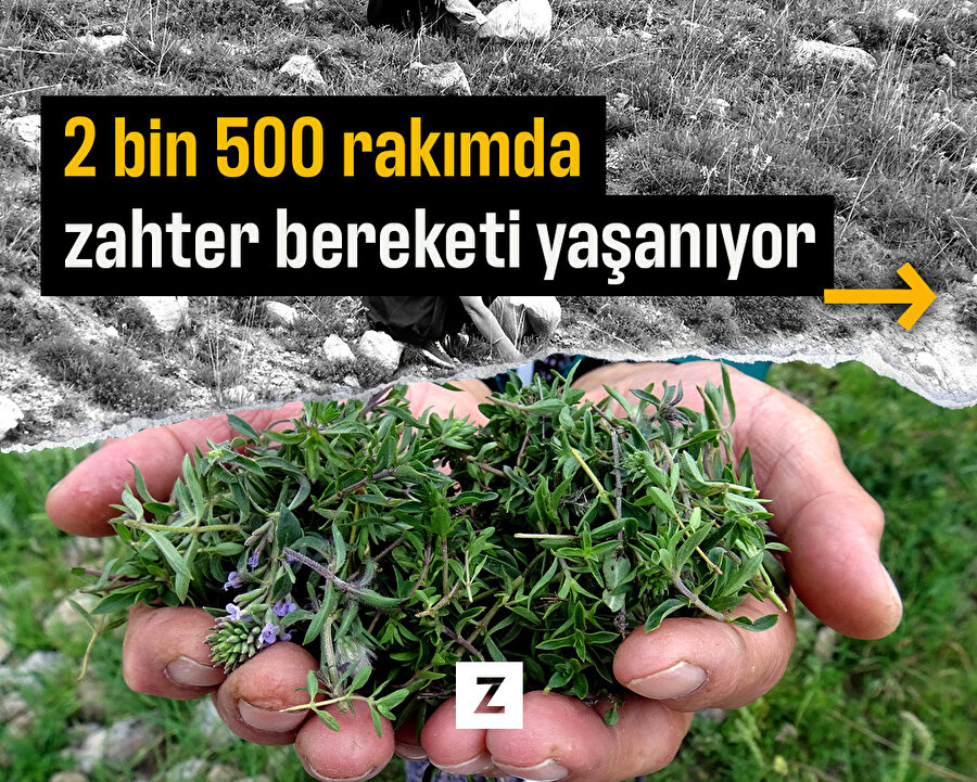 Kars'ta 2 bin 500 rakımda zahter bereketi yaşanıyor