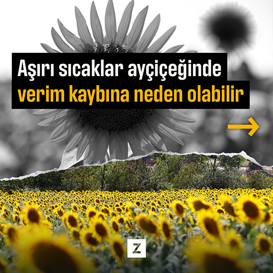 Aşırı sıcaklar ayçiçeğinde verim kaybına neden olabilir