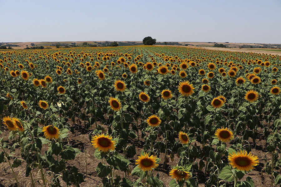 Tekirdağ'da ayçiçeği tarlalarında çekirge istilası