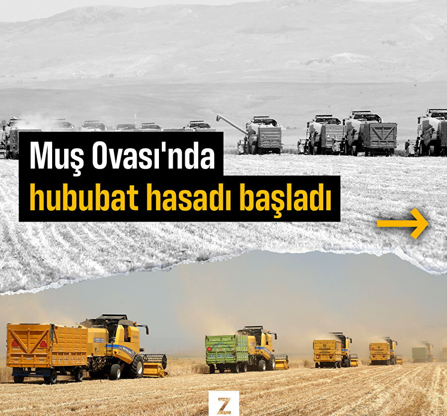 Muş Ovası'nda hububat hasadı başladı