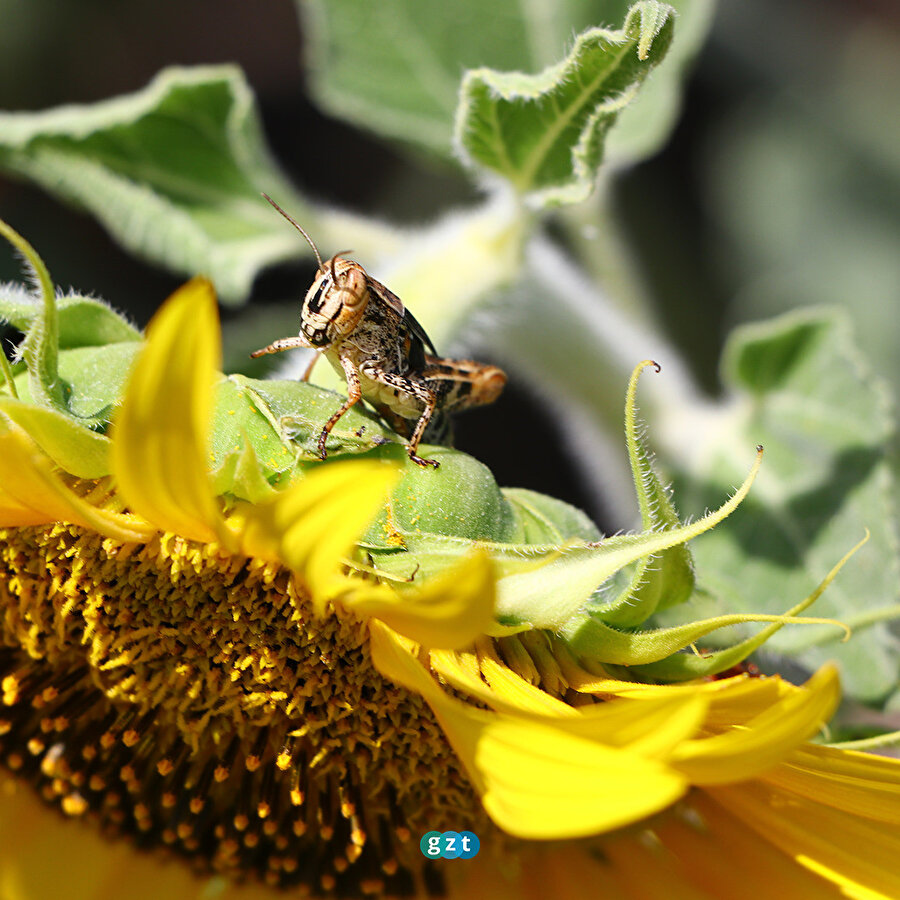 Tekirdağ'da çekirge istilasına karşı ilaçlama başlatıldı