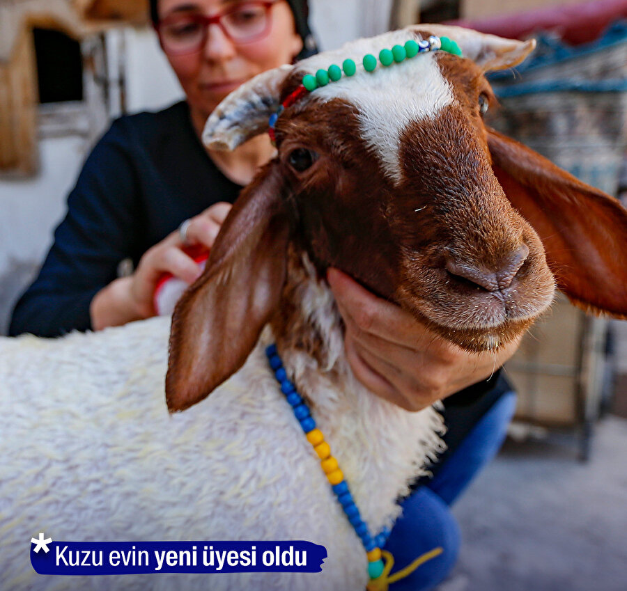 Kuzu evin yeni üyesi oldu