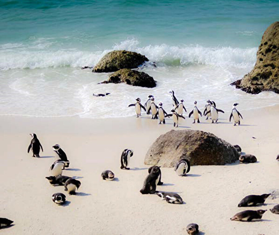 Afrika pengueni diye bir tür var. Ve yaşam alanları da tam burası.