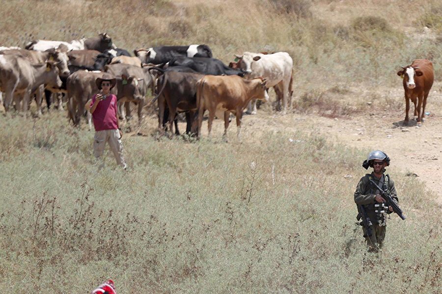 Kaçak Yahudi yerleşimleri bölge sakinlerinin hayvanlarını otlatmasını engelliyor. 