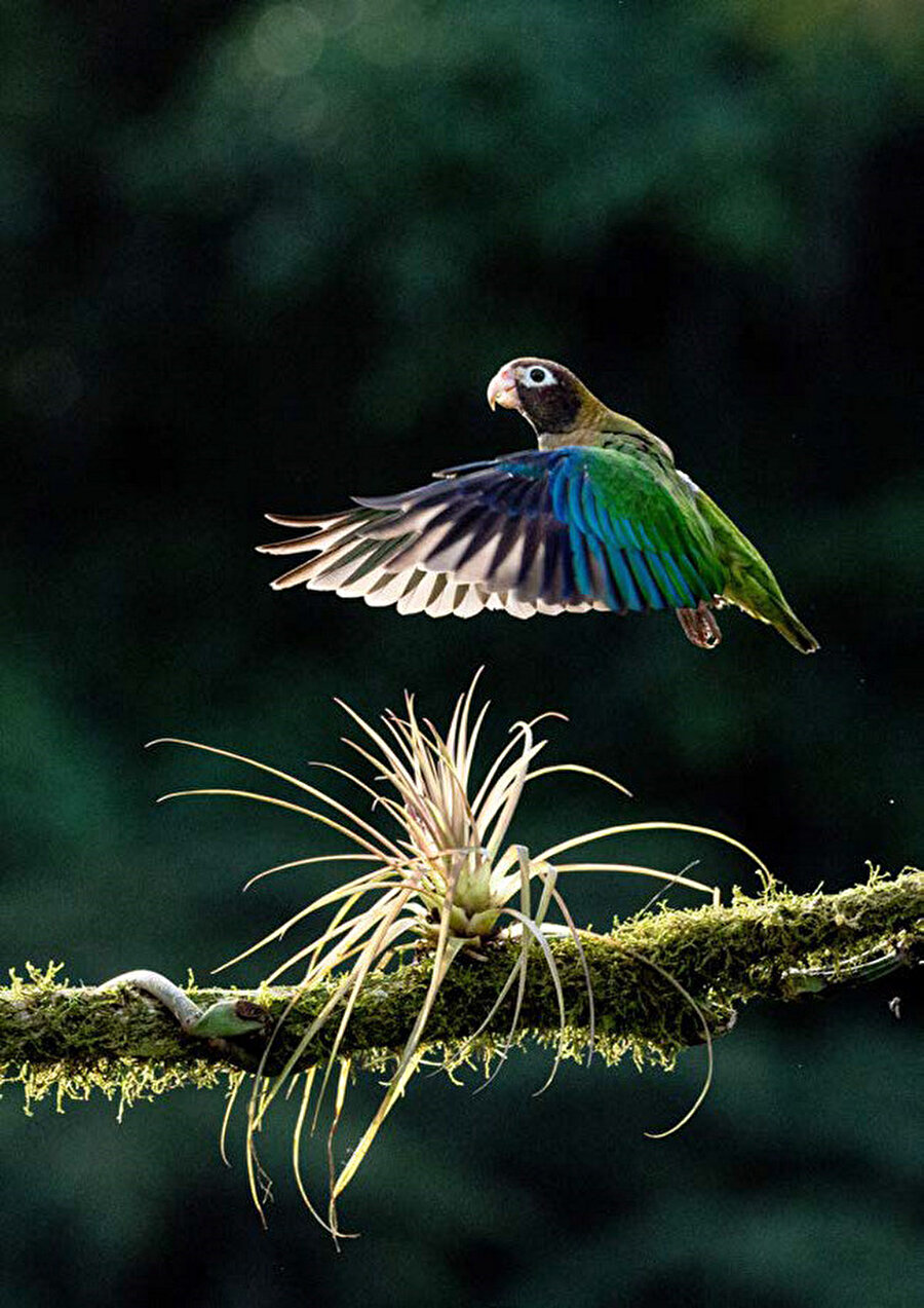 ​Doğa fotoğrafçılığı, canlı doğa ve cansız doğa fotoğrafçılığı olmak üzere ikiye ayrılır.