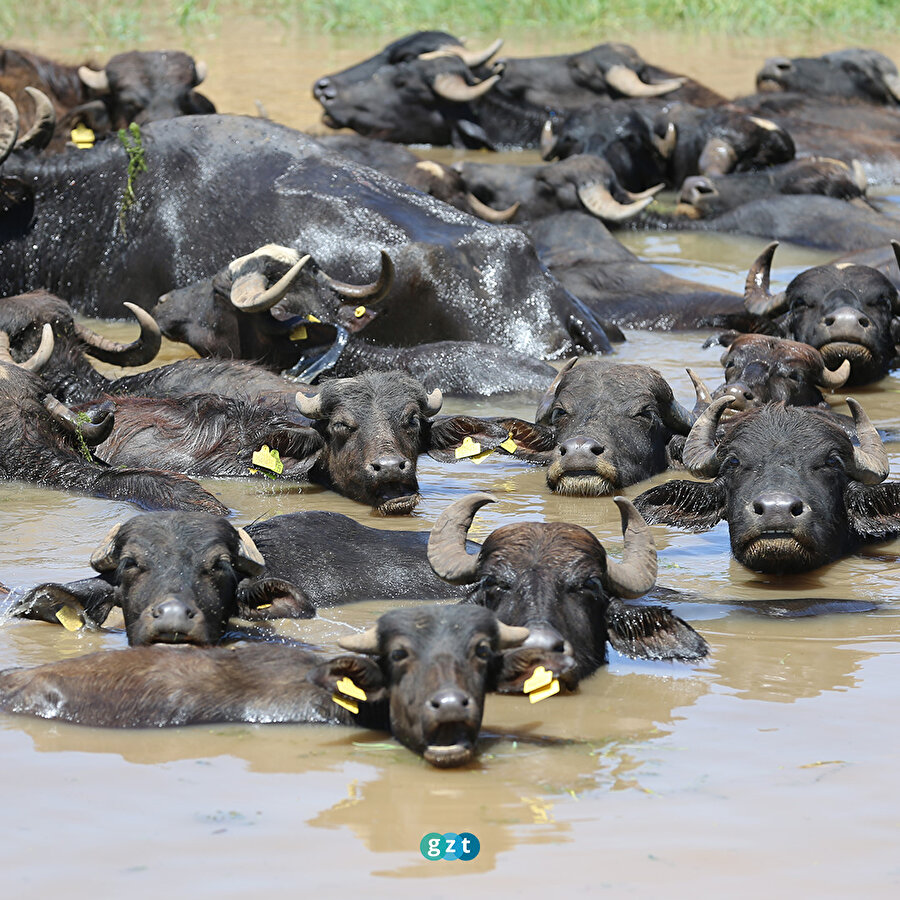 Diyarbakır'da sıcaktan bunalan mandalar göletlerde serinliyor
