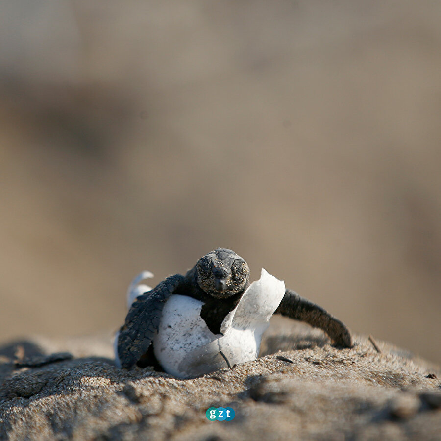 Belek'te 2 bin, Kızılot'ta 1600 caretta caretta yuvası tespit edildi