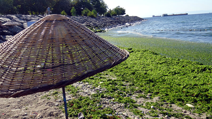 Lodos sebebiyle Avcılar sahili yosunla kaplandı