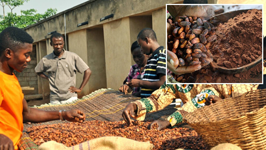 Batı Afrika'da kakao üretimi