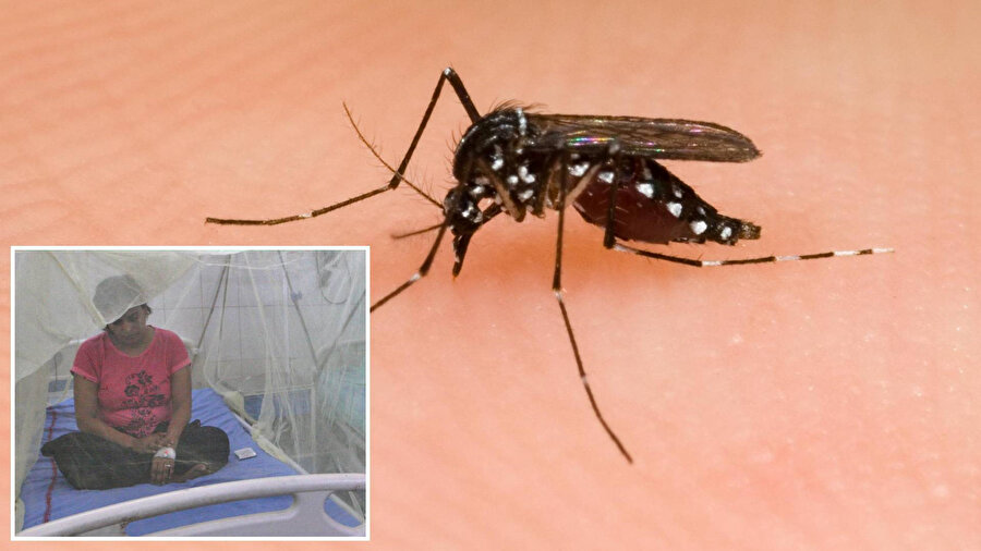 Dang humması, Bangladeş