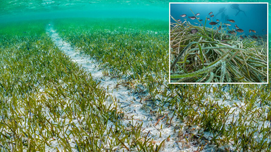 Akdeniz'de bulunan deniz çayırları