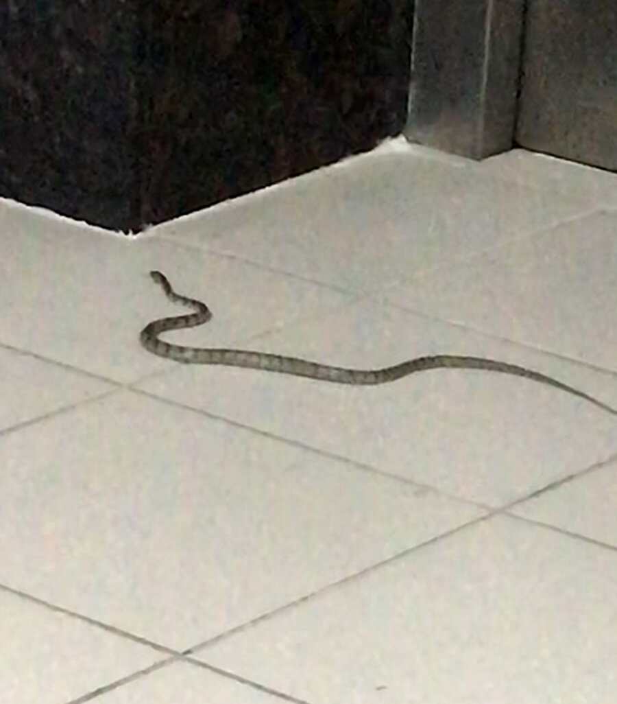 Hastanede yılan paniği: Bulunması 4 saat sürdü