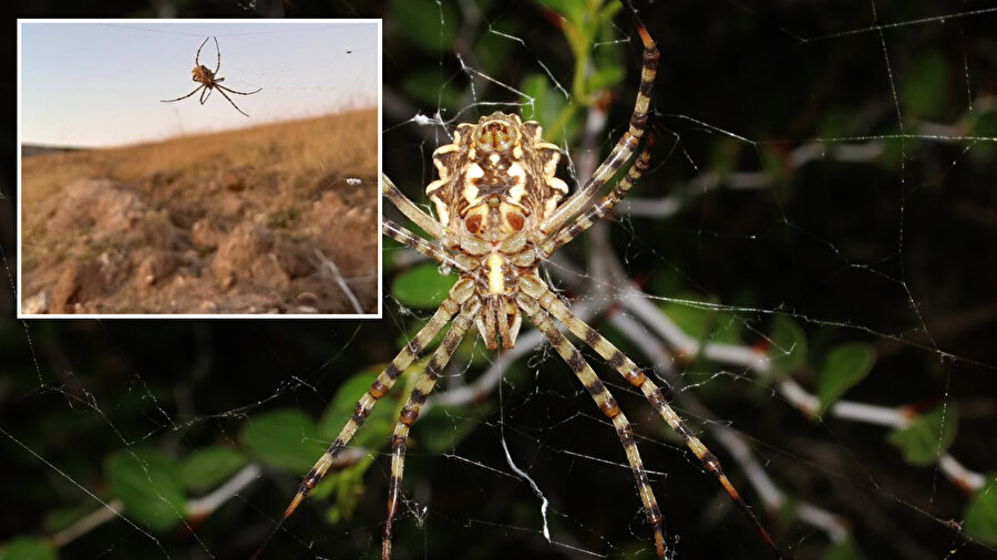  argiope lobata, zehirli örümcek türü