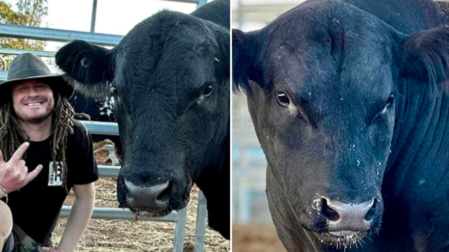 Born Ready Shady isimli boğa 