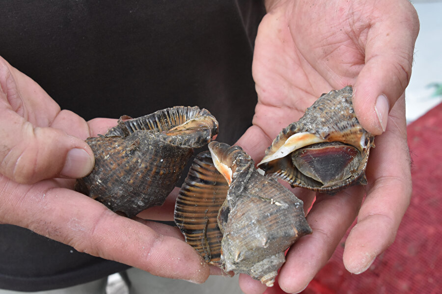 Av yasağı kalktı ama balıkçılar umduğunu bulamadı: Salyangoza yöneldiler