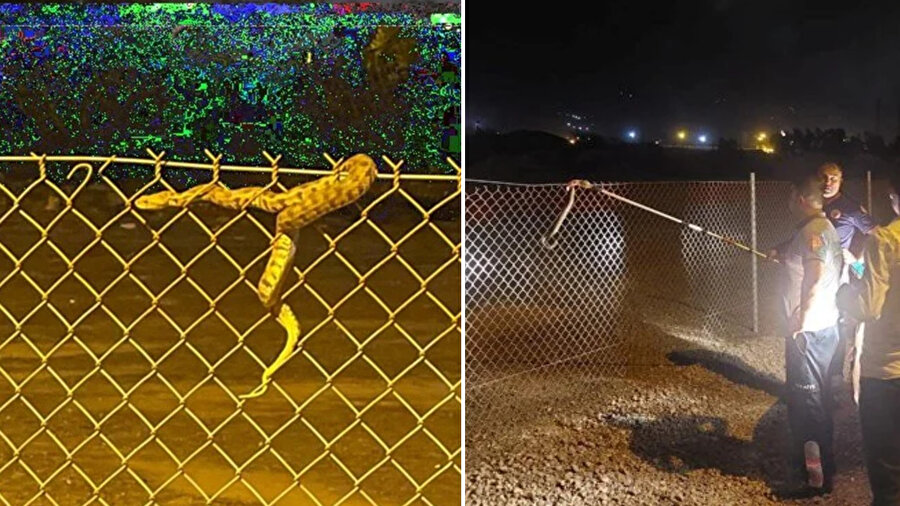 Engerek yılanı yakalandıktan sonra tekrar doğaya salındı